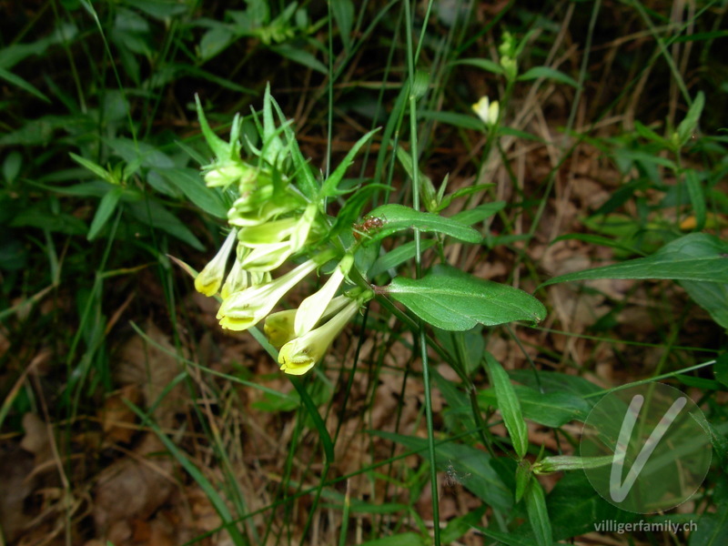 Wiesen-Wachtelweizen: Blüten, Gesamtbild