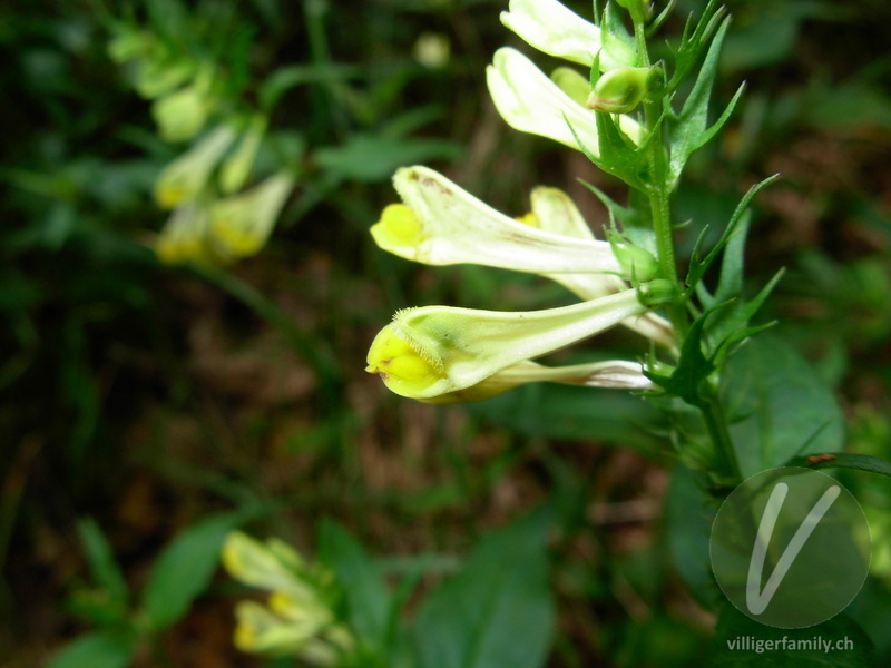 Wiesen-Wachtelweizen: Blüten