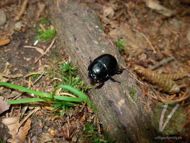 Waldmistkäfer: 