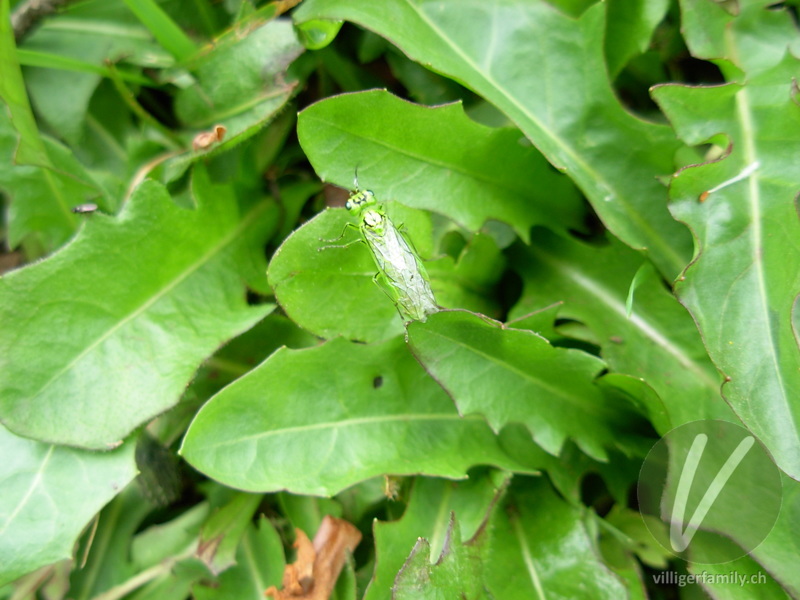 Blattwespe (Rhogogaster punctulata): 