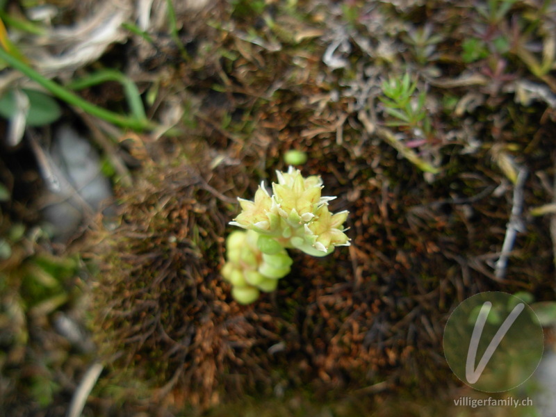 Dunkler Mauerpfeffer: Blüten