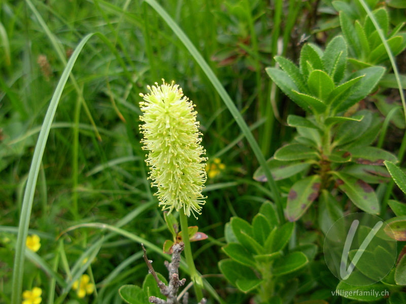 Kelch-Simsenlilie: Blüten
