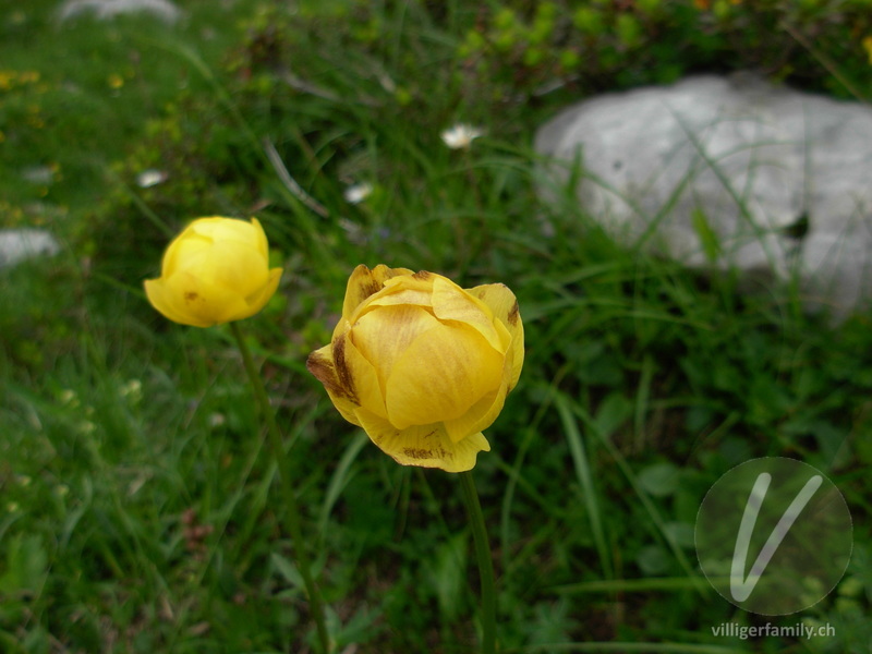 Europäische Trollblume: Blüten