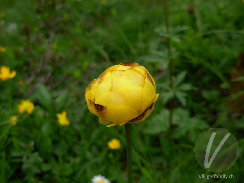 Europäische Trollblume: Blüten