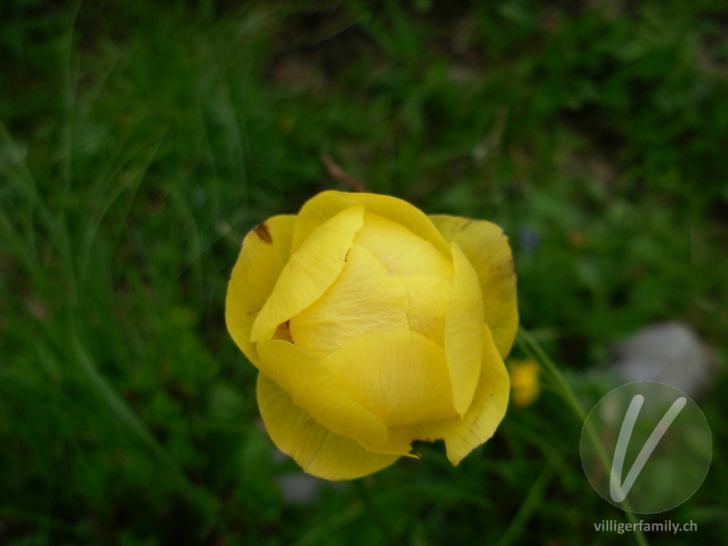 Europäische Trollblume: Blüten