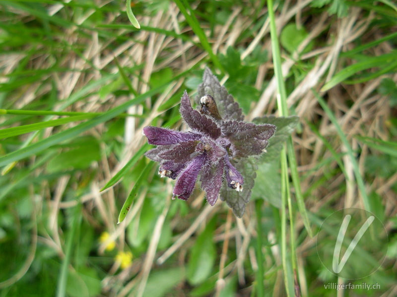 Alpenhelm: Blüten