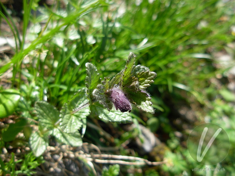 Alpenhelm: Gesamtbild, Blüten