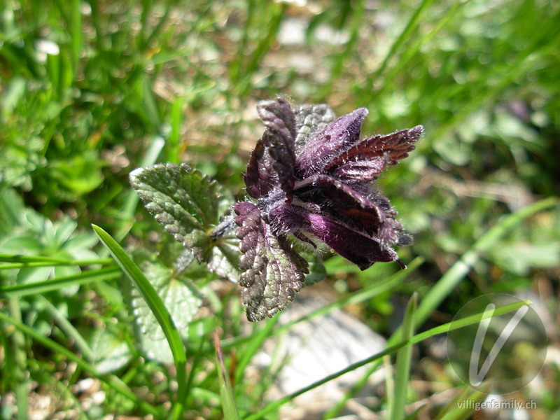 Alpenhelm: Gesamtbild, Blüten