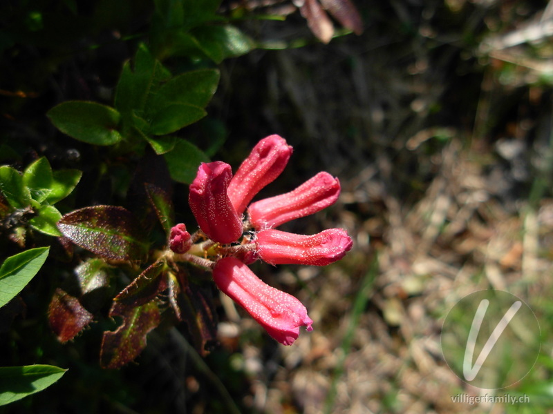 Bewimperte Alpenrose: Blüten