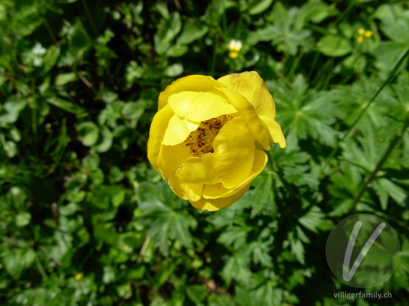Europäische Trollblume: Blüten