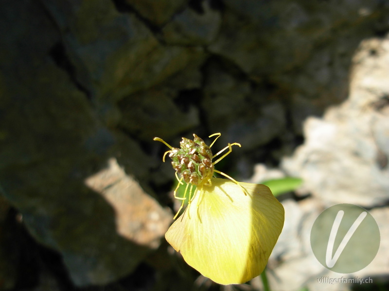Europäische Trollblume: Blüten, Früchte
