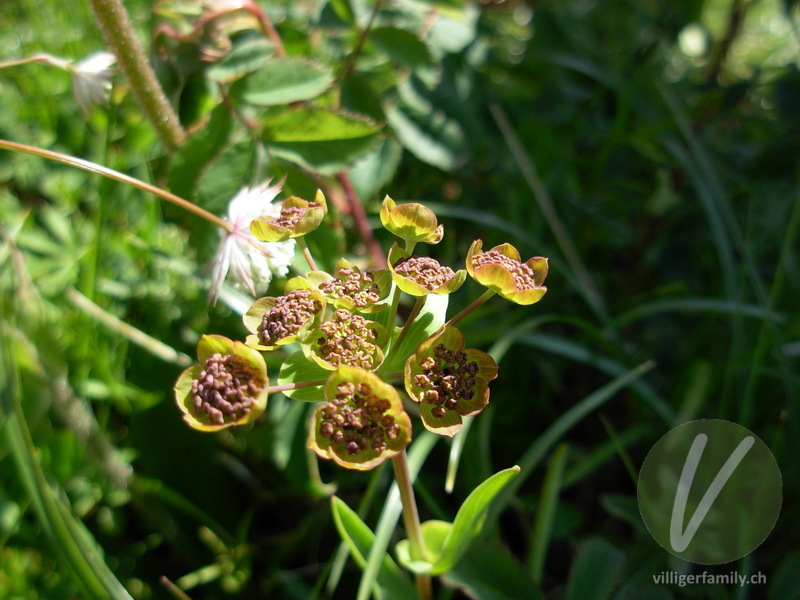 Gewöhnliches Hahnenfuss-Hasenohr: Blüten