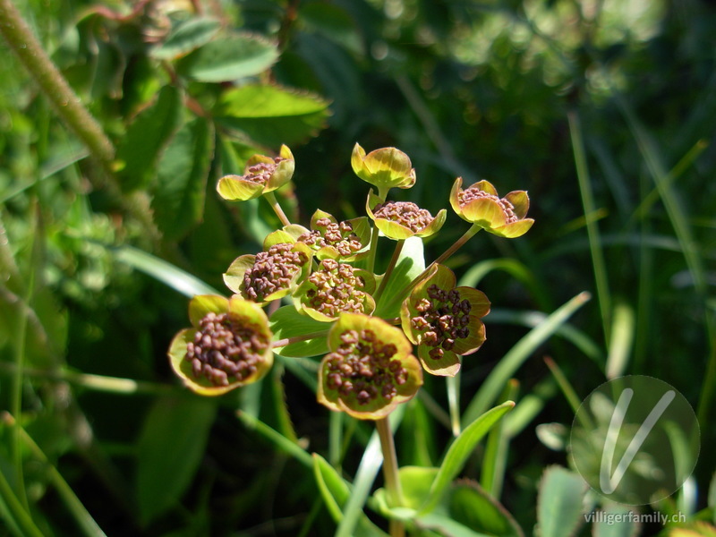 Gewöhnliches Hahnenfuss-Hasenohr: Blüten