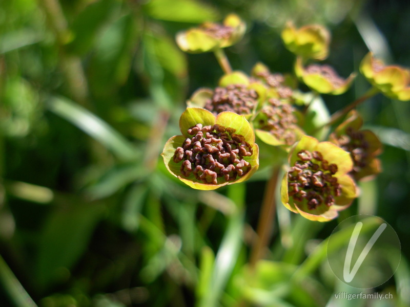 Gewöhnliches Hahnenfuss-Hasenohr: Blüten
