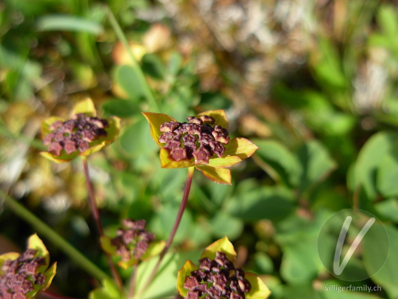Gewöhnliches Hahnenfuss-Hasenohr: Blüten