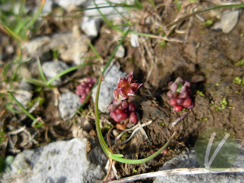 Dunkler Mauerpfeffer: Blüten