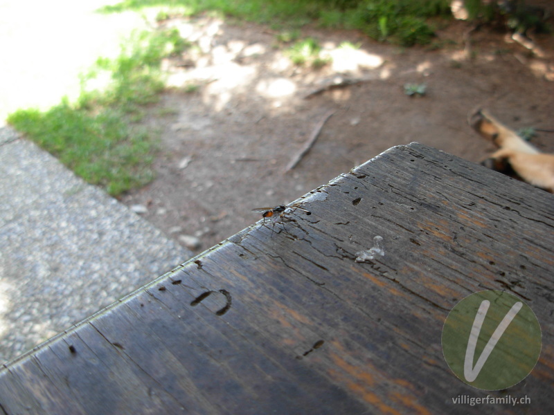 Raupenfliege (Cylindromyia bicolor): 