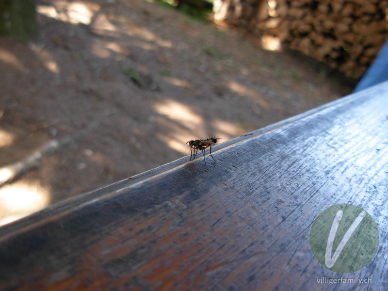 Raupenfliege (Cylindromyia bicolor): 