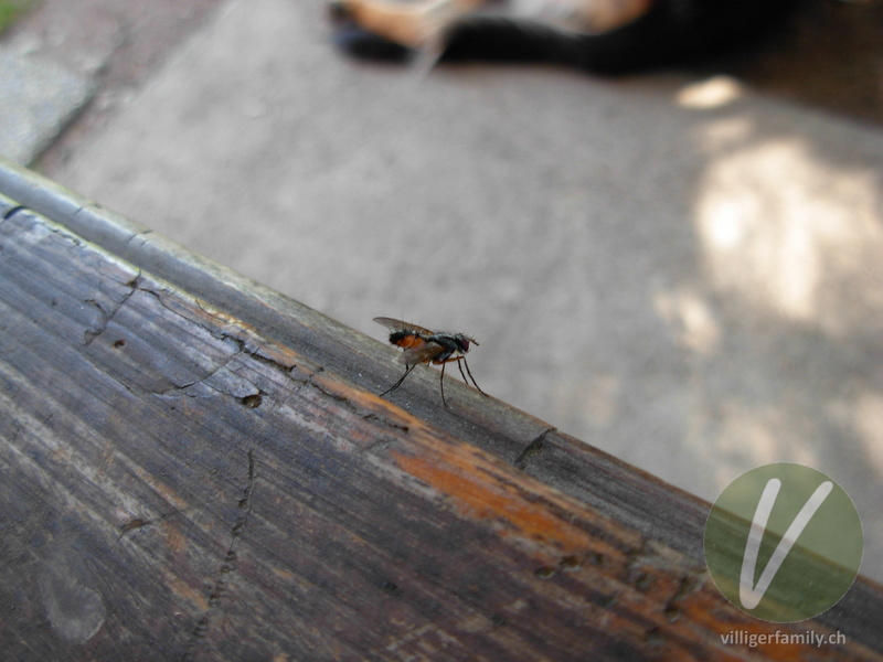 Raupenfliege (Cylindromyia bicolor): 