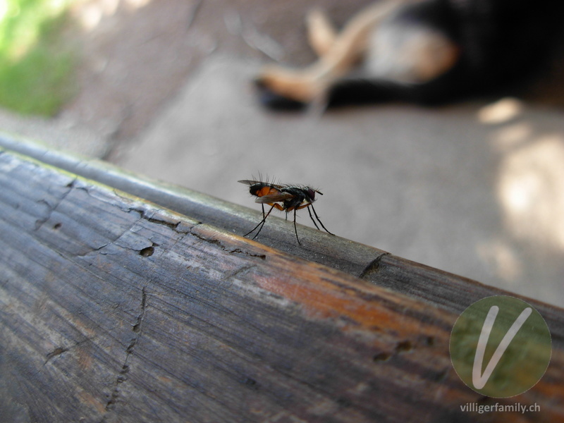 Raupenfliege (Cylindromyia bicolor): 