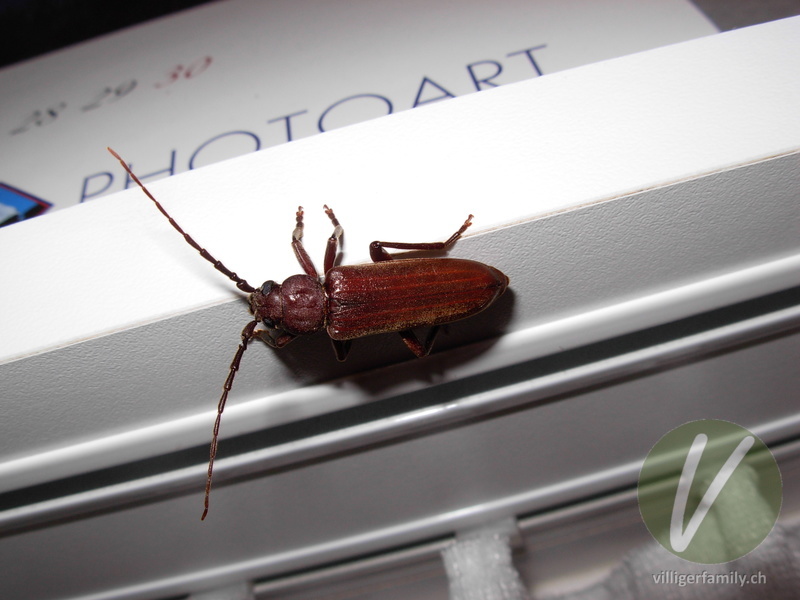 Dunkelbrauner Halsgrubenbock: 