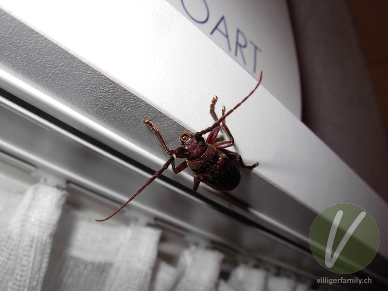 Dunkelbrauner Halsgrubenbock: 