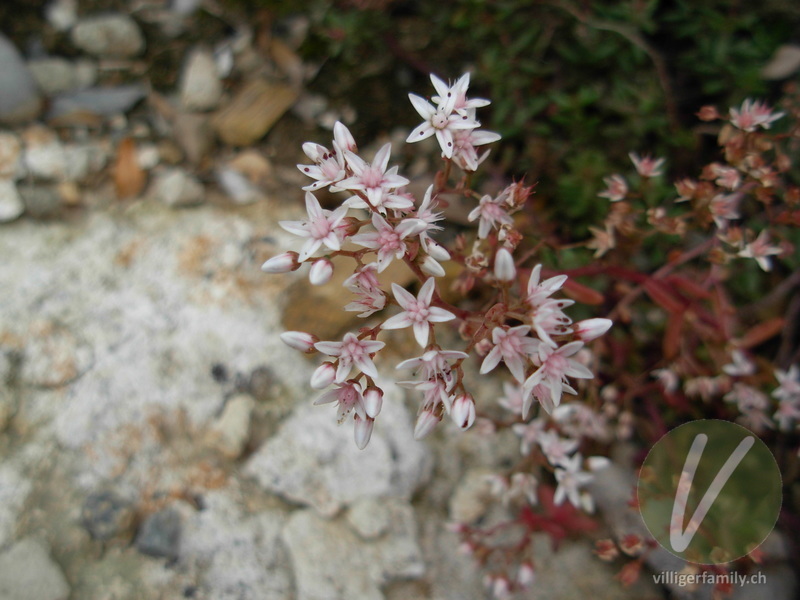 Weisser Mauerpfeffer: Blüten