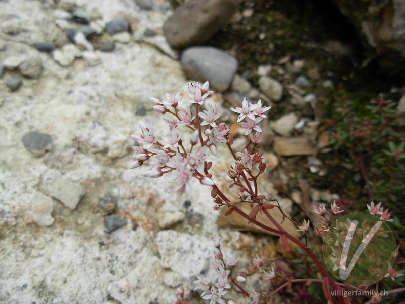 Weisser Mauerpfeffer: Blüten