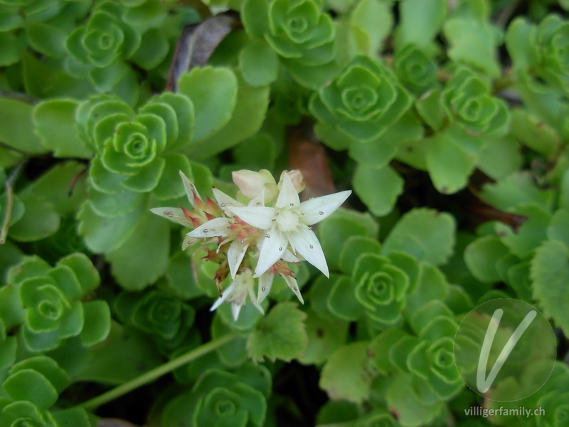 Kaukasus-Fettkraut: Blüten
