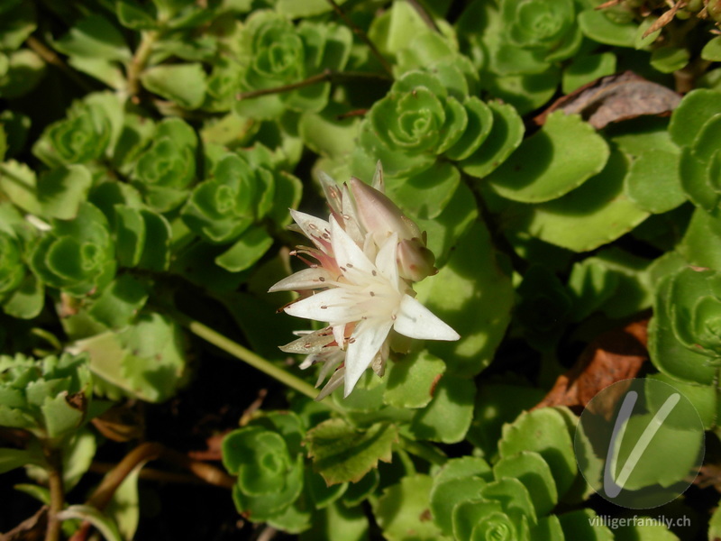 Kaukasus-Fettkraut: Blüten