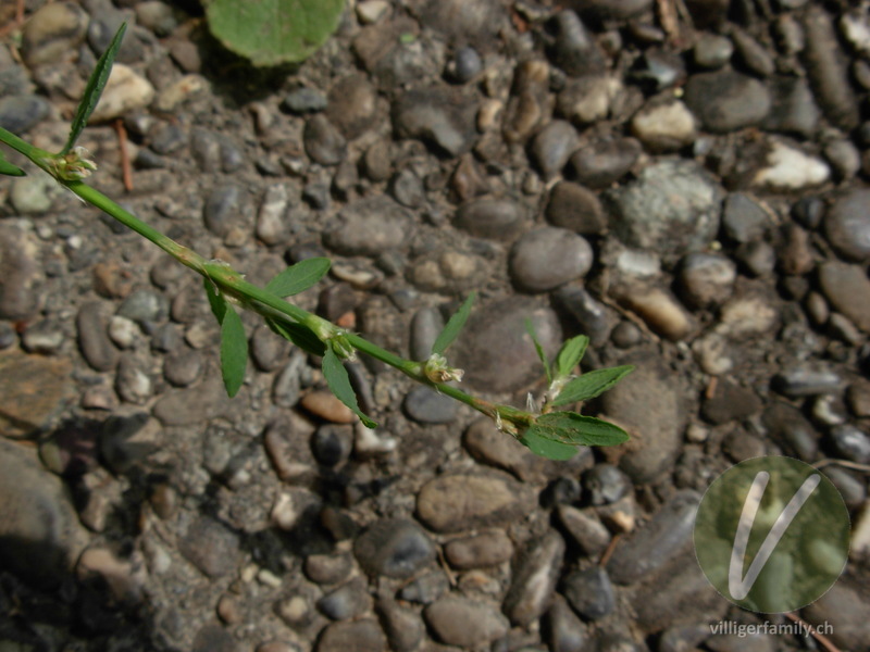 Vogel-Knöterich: Gesamtbild