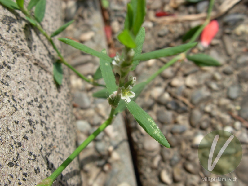 Vogel-Knöterich: Blüten, Blätter