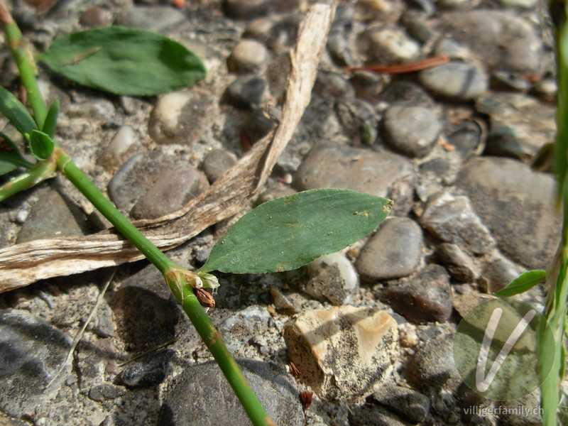 Vogel-Knöterich: Blätter, Stengel