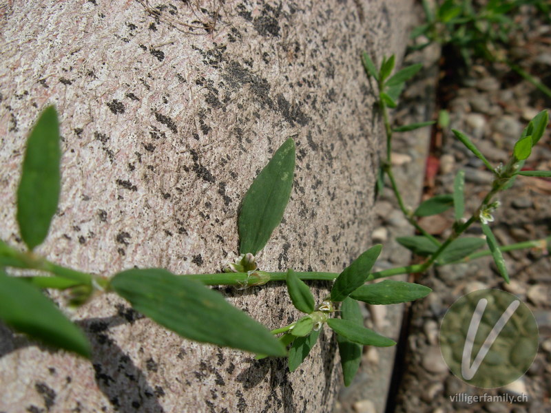 Vogel-Knöterich: Blätter