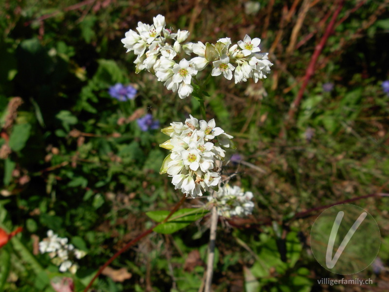 Echter Buchweizen: Blüten