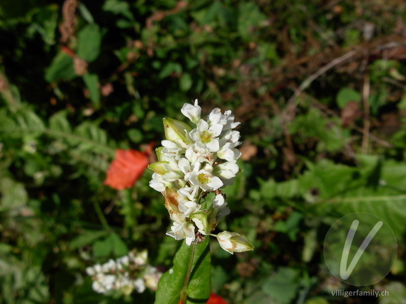 Echter Buchweizen: Blüten