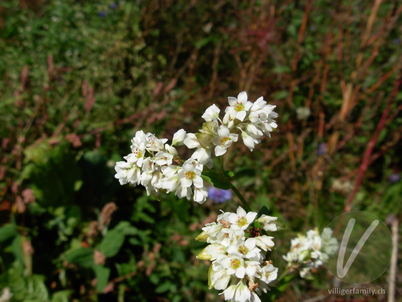 Echter Buchweizen: Blüten