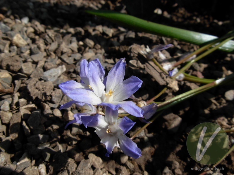 Schneestolz: Blüten