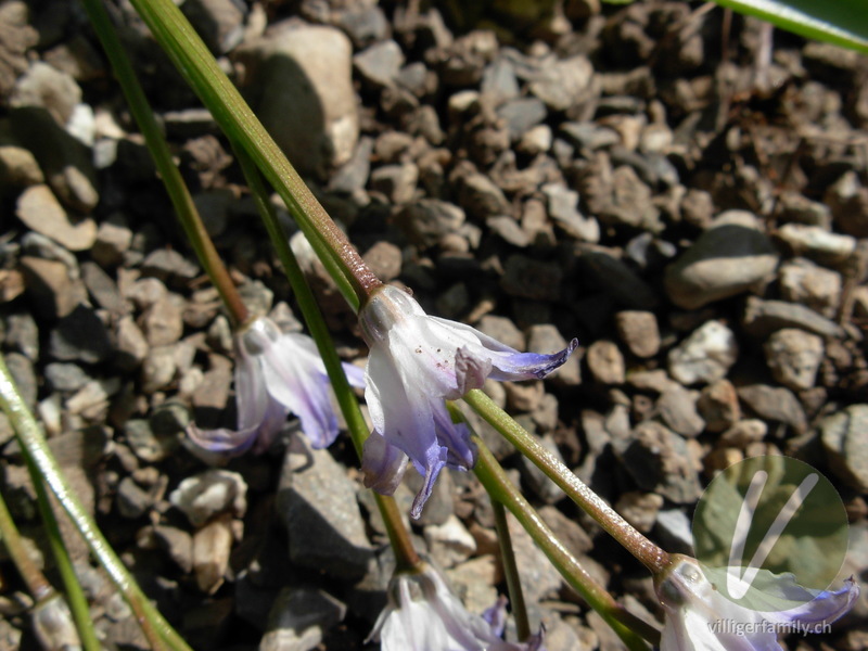 Schneestolz: Blüten