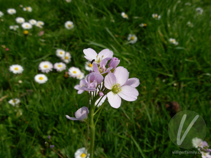 Gewöhnliches Wiesen-Schaumkraut: Blüten