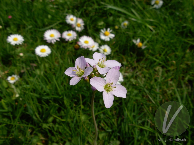 Gewöhnliches Wiesen-Schaumkraut: Blüten