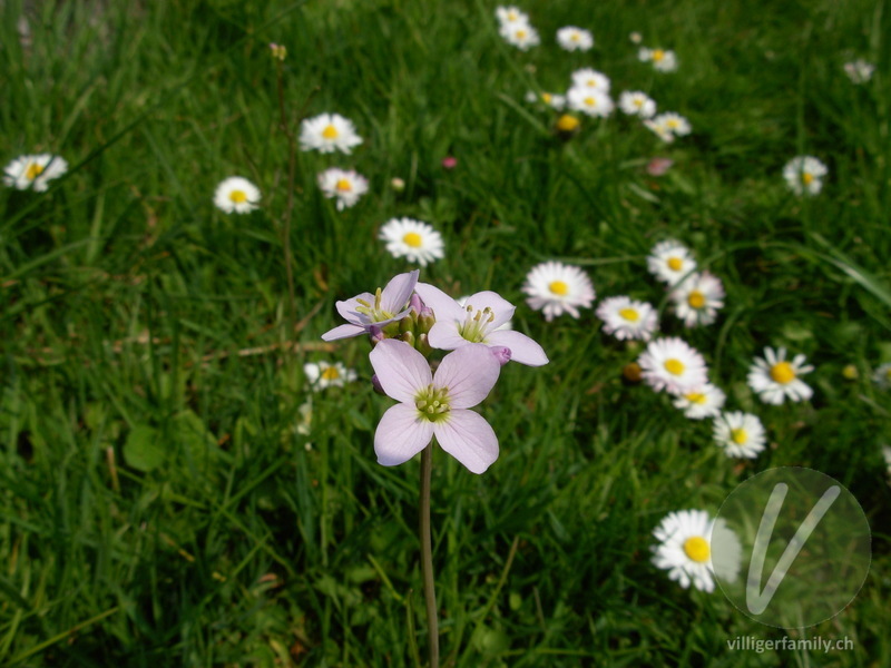 Gewöhnliches Wiesen-Schaumkraut: Blüten