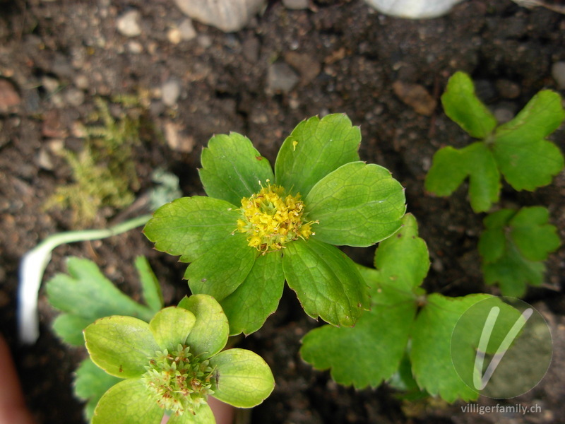 Schaftdolde: Blüten