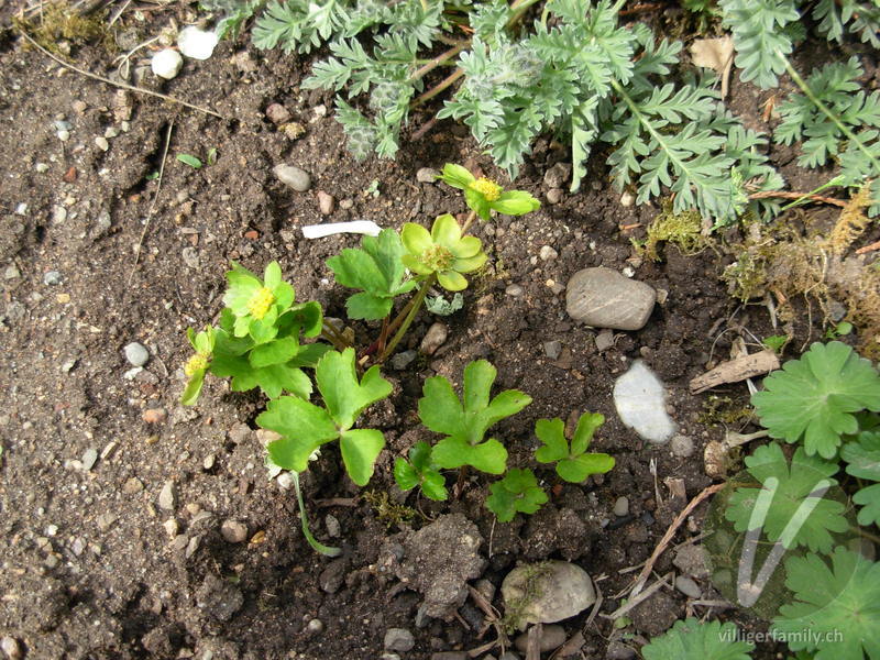 Schaftdolde: Gesamtbild, Blüten, Blätter