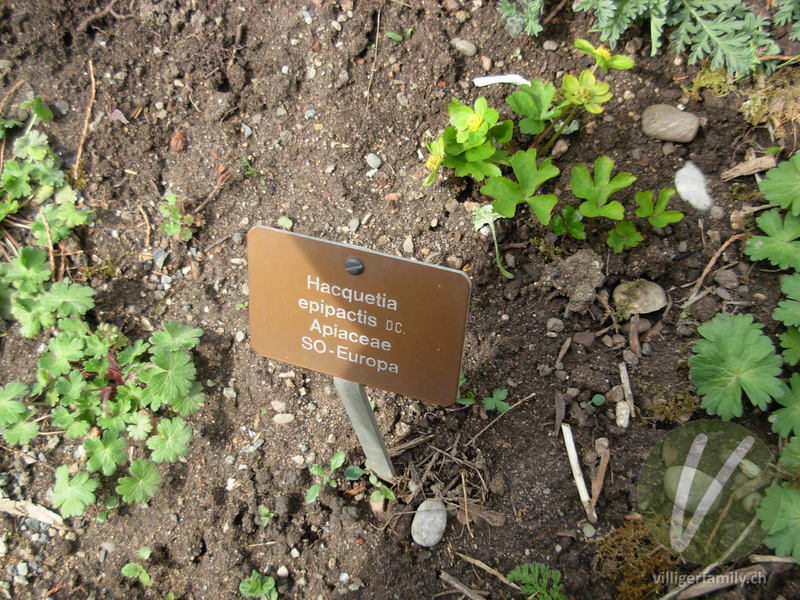 Schaftdolde: Namensschild