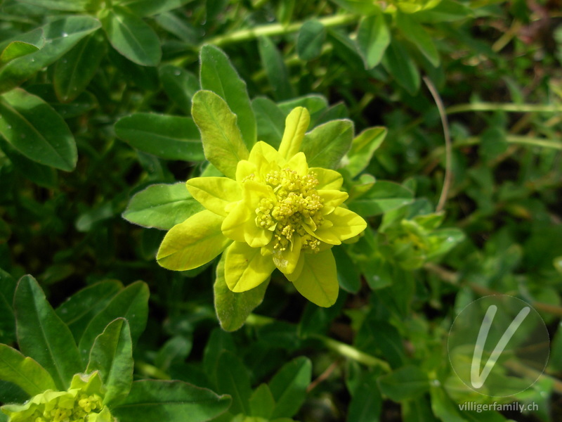 Warzige Wolfsmilch: Blüten