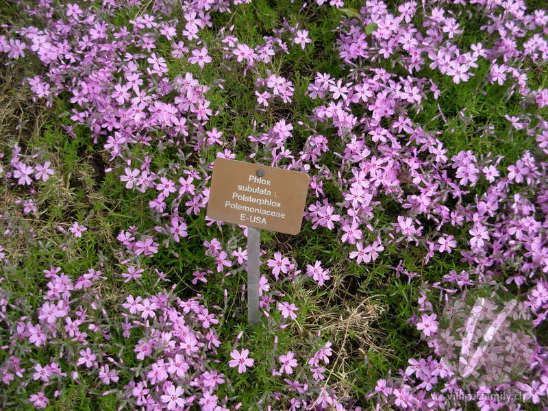 Polster-Phlox: Gesamtbild, Namensschild
