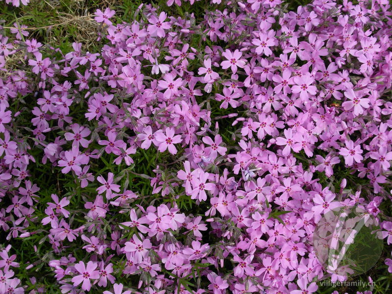 Polster-Phlox: Blüten