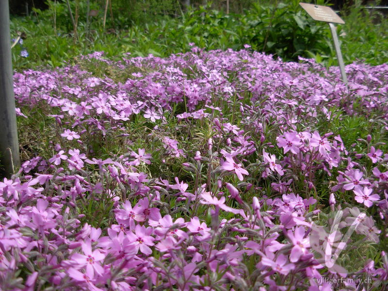 Polster-Phlox: Blüten, Gesamtbild