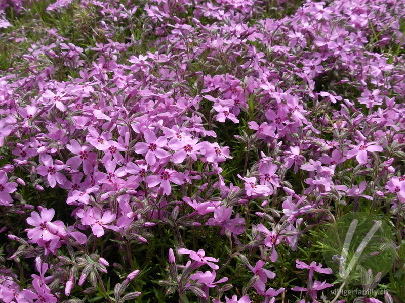 Polster-Phlox: Blüten